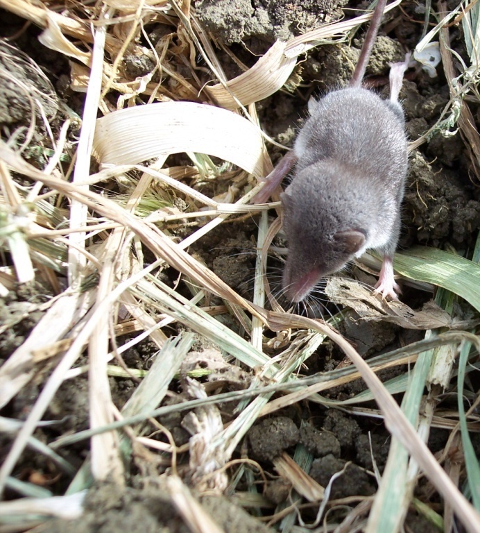 Mustiolo?  No, Crocidura sicula, molto giovane
